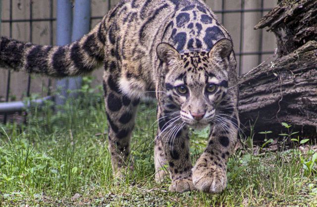 Safari Niagara | Get Closer at one of Ontario's Favourite Zoos